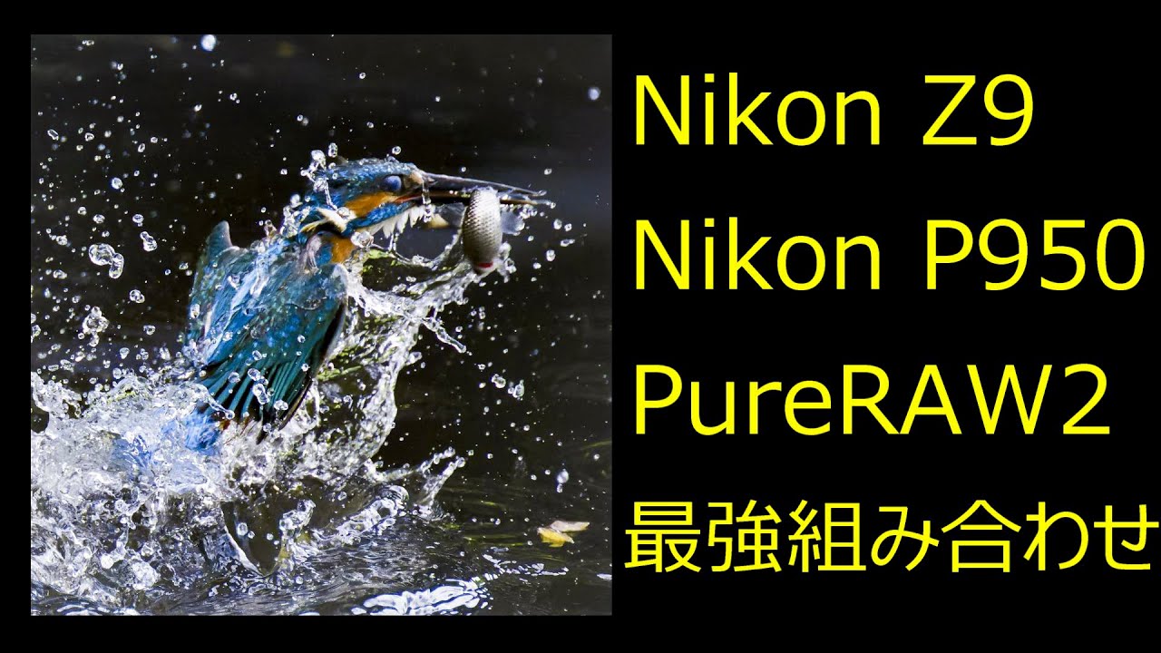 Nikon Z9   Nikon P950  DxO PureRAW2  カワセミ撮影最強組み合わせ