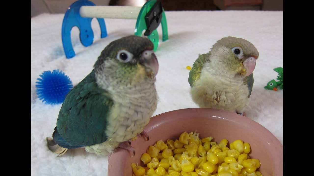 Turquoise Green Cheek Conure sisters -- video #5
