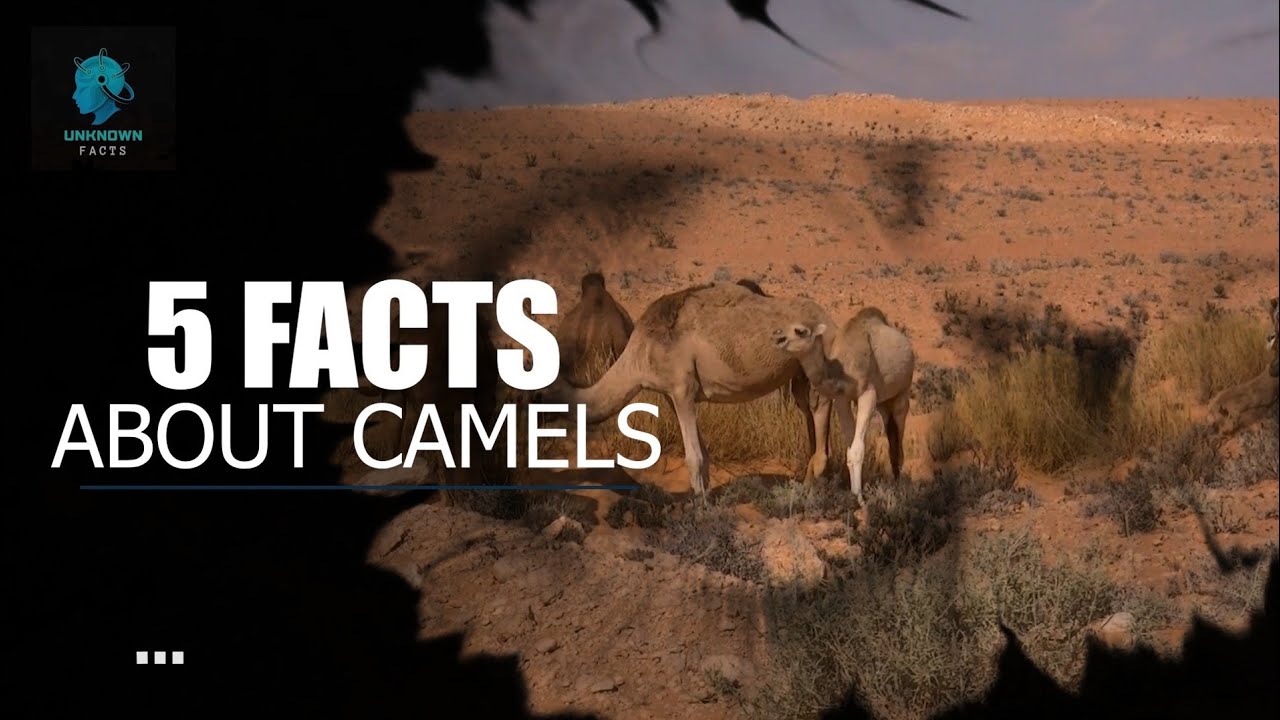 Top 5 Amazing Facts About Camels you Need to Know #CamelFacts#DesertAnimals#WildlifeFact