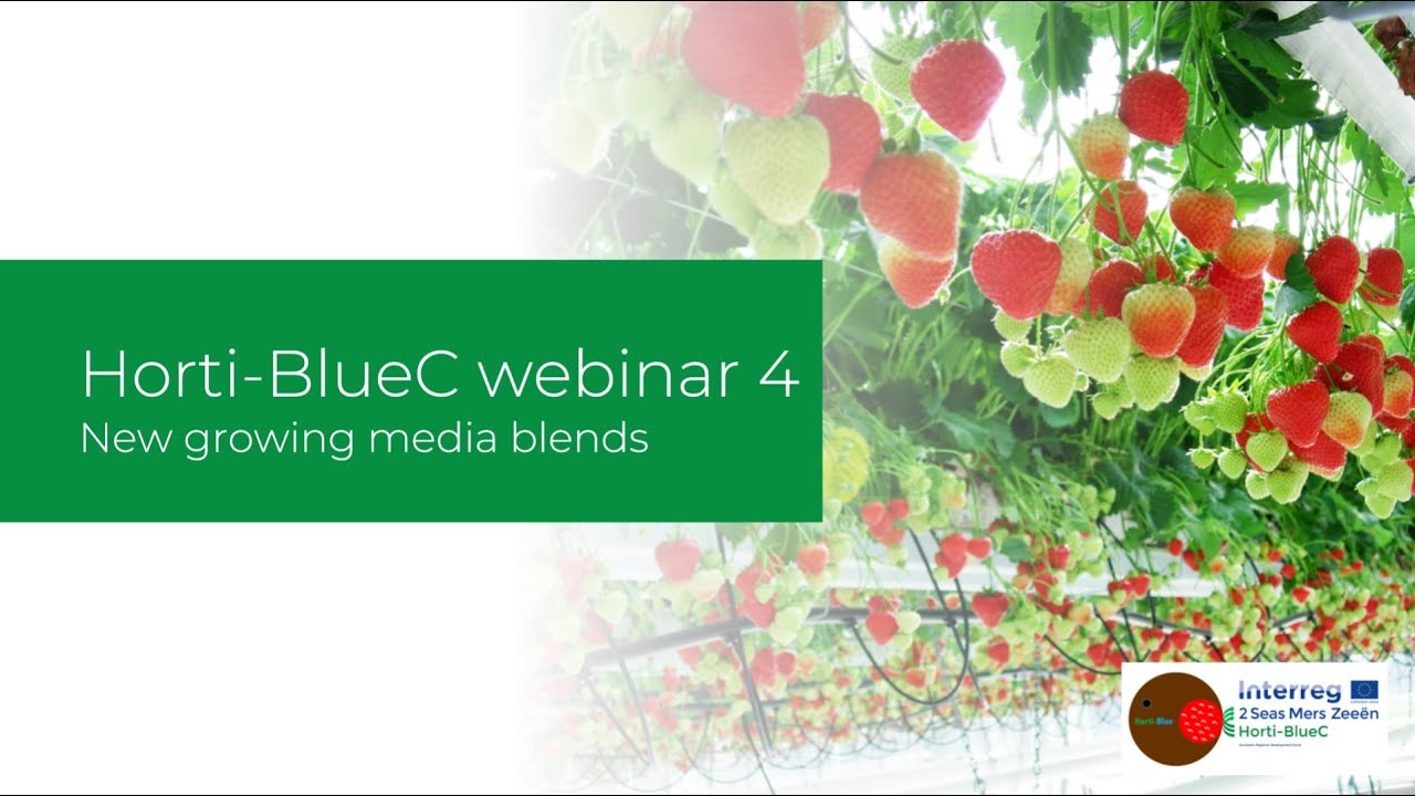 New growing media blends for strawberry and tomato: recording of the Horti-BlueC webinar
