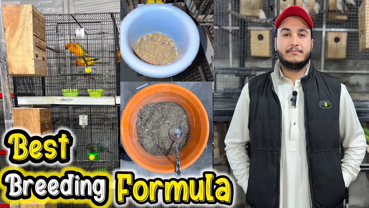 Best Breeding formula for new fanciers || Apny birds sy high quality me breed lein || Best tips.