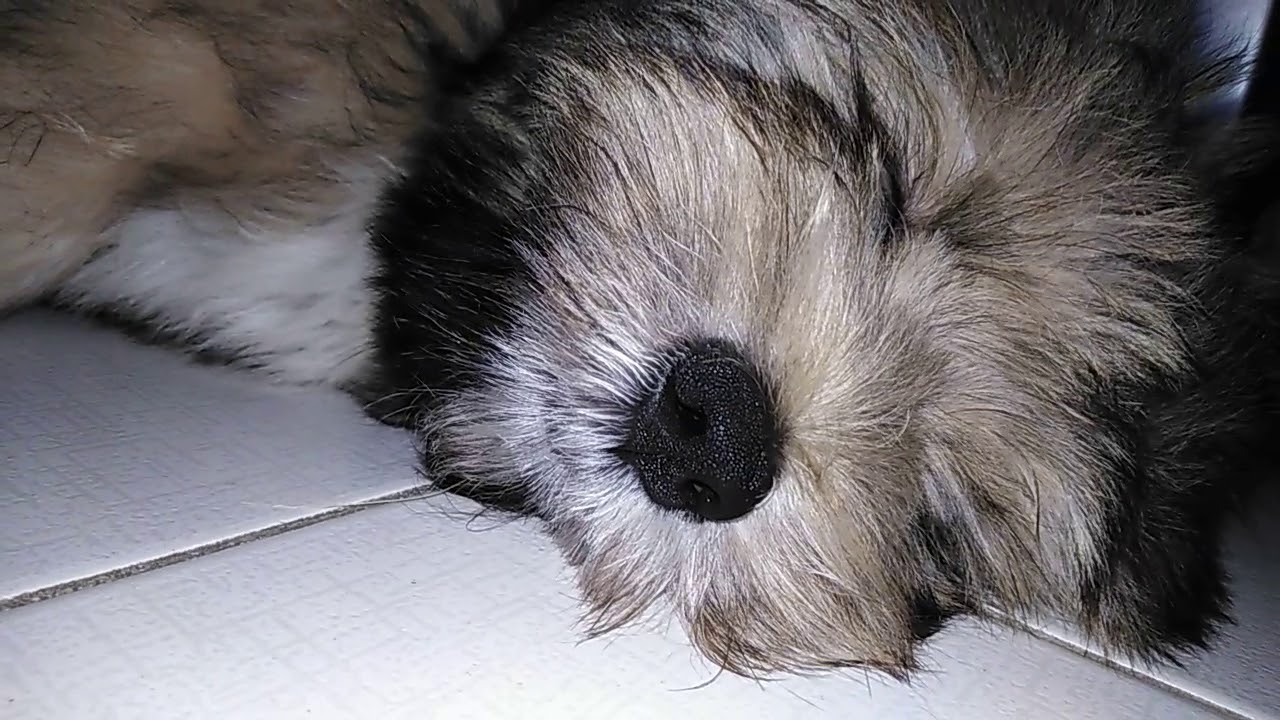 Sleepy head Ewok. Pomeranian Shihtzu. #puppy