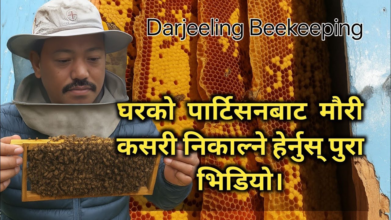 मौरीलाई घरको पार्टिसियनबाट कसरी निकाल्ने ? सम्पूर्ण प्रक्रिया यहाँ हेर्नुहोस् 🐝 
