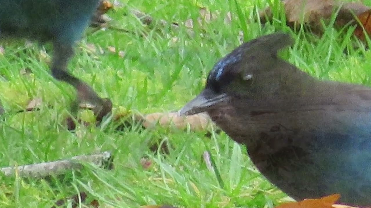 Canon SX540 HS— First Try