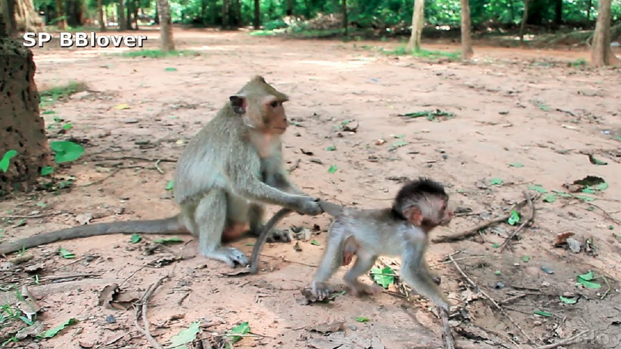 Monkey And Baby 48 - SweetPea Cry To Call Mom Help From Sasha