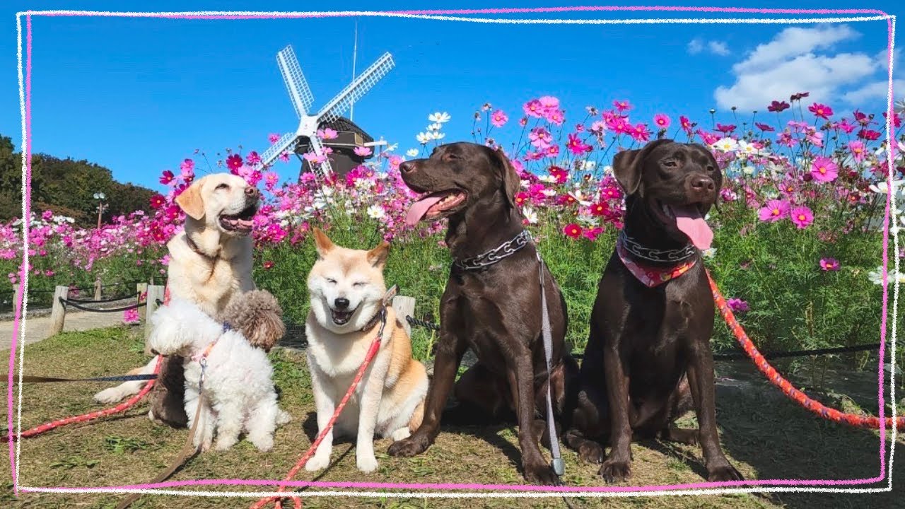 【老犬介護】コスモス畑までみんなで遠足に行く🌸