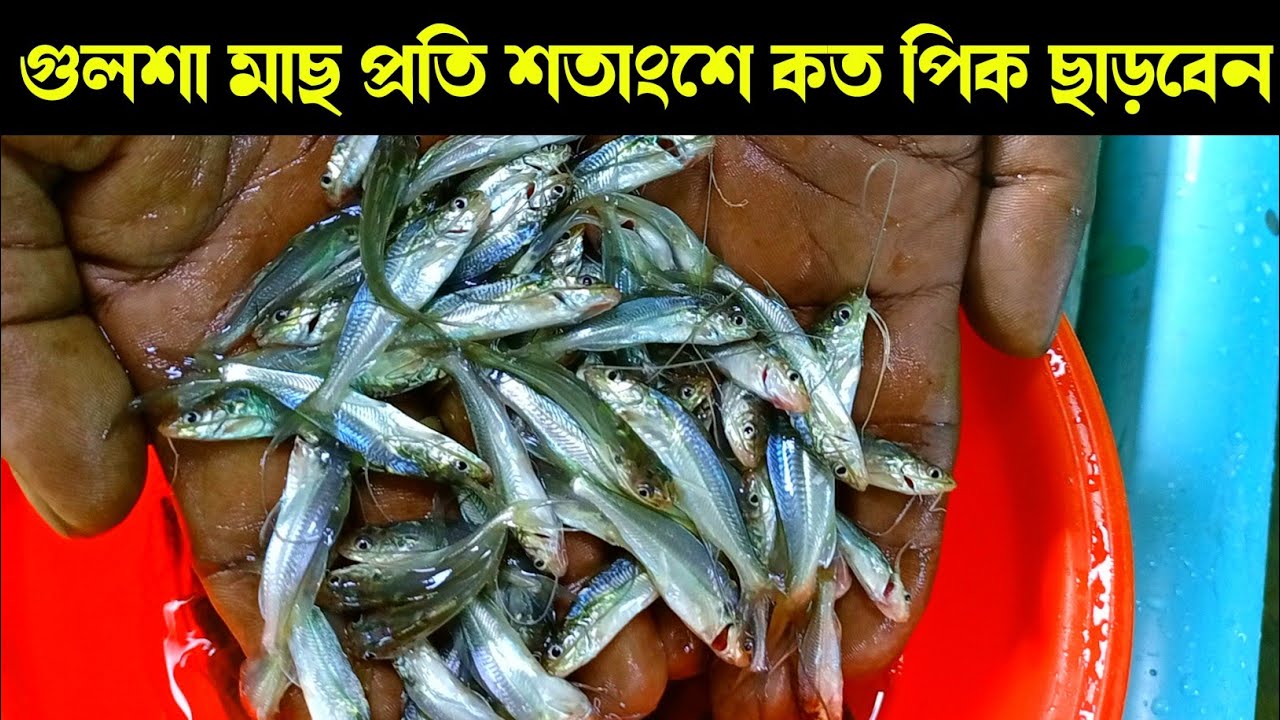 গুলশা মাছ প্রতি শতাংশে কত পিক ছাড়বেন - 01728202429