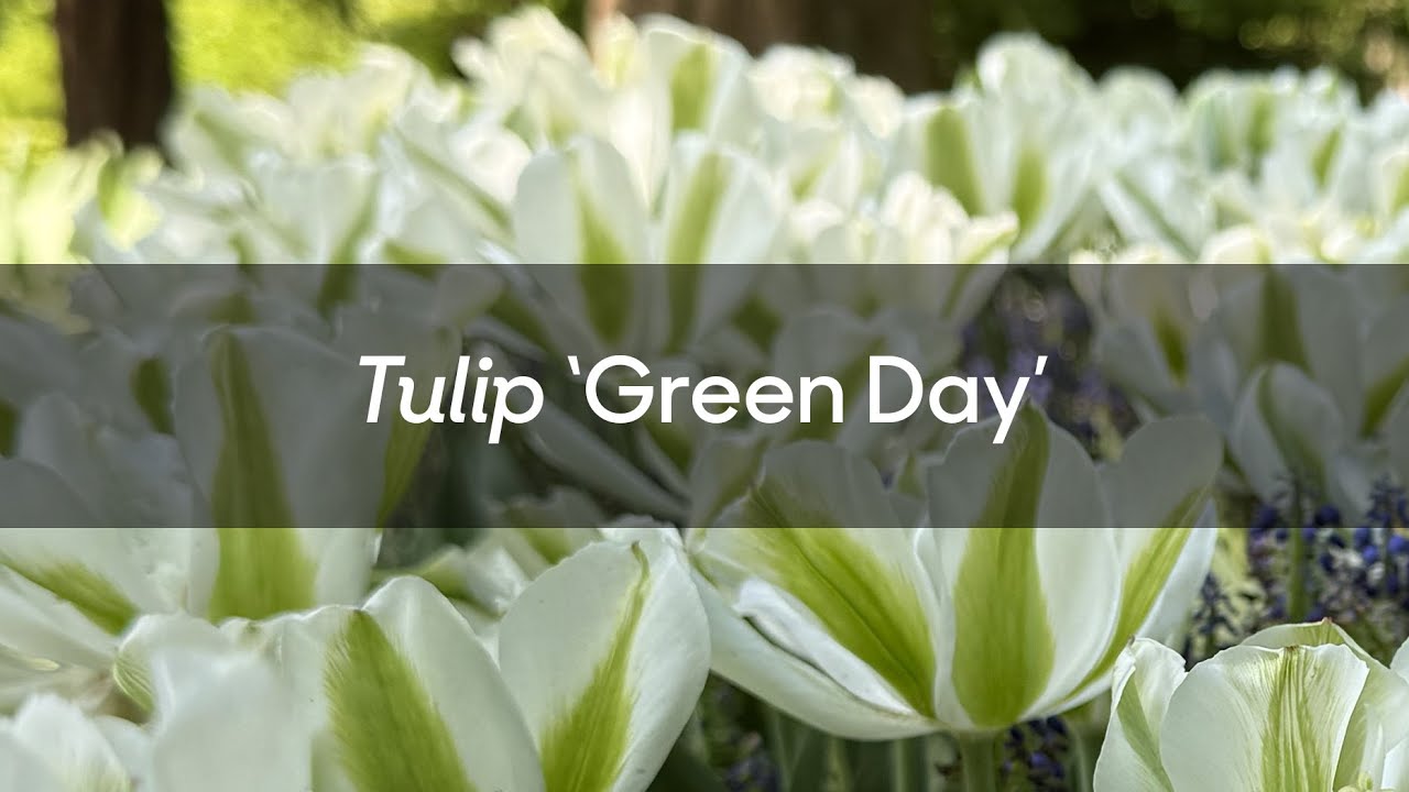 Tulip 'Green Day' - FarmerGracy.co.uk