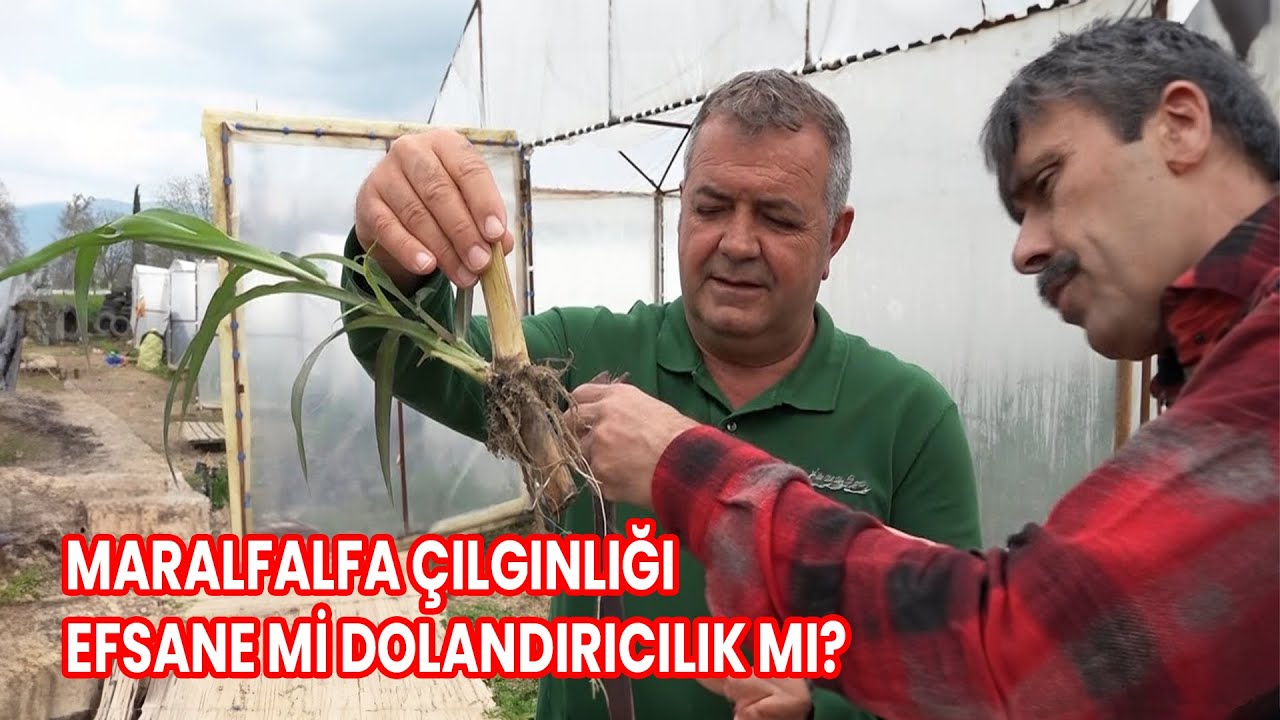 MARALFALFA ÇILGINLIĞI - EFSANE Mİ DOLANDIRICILIK MI?