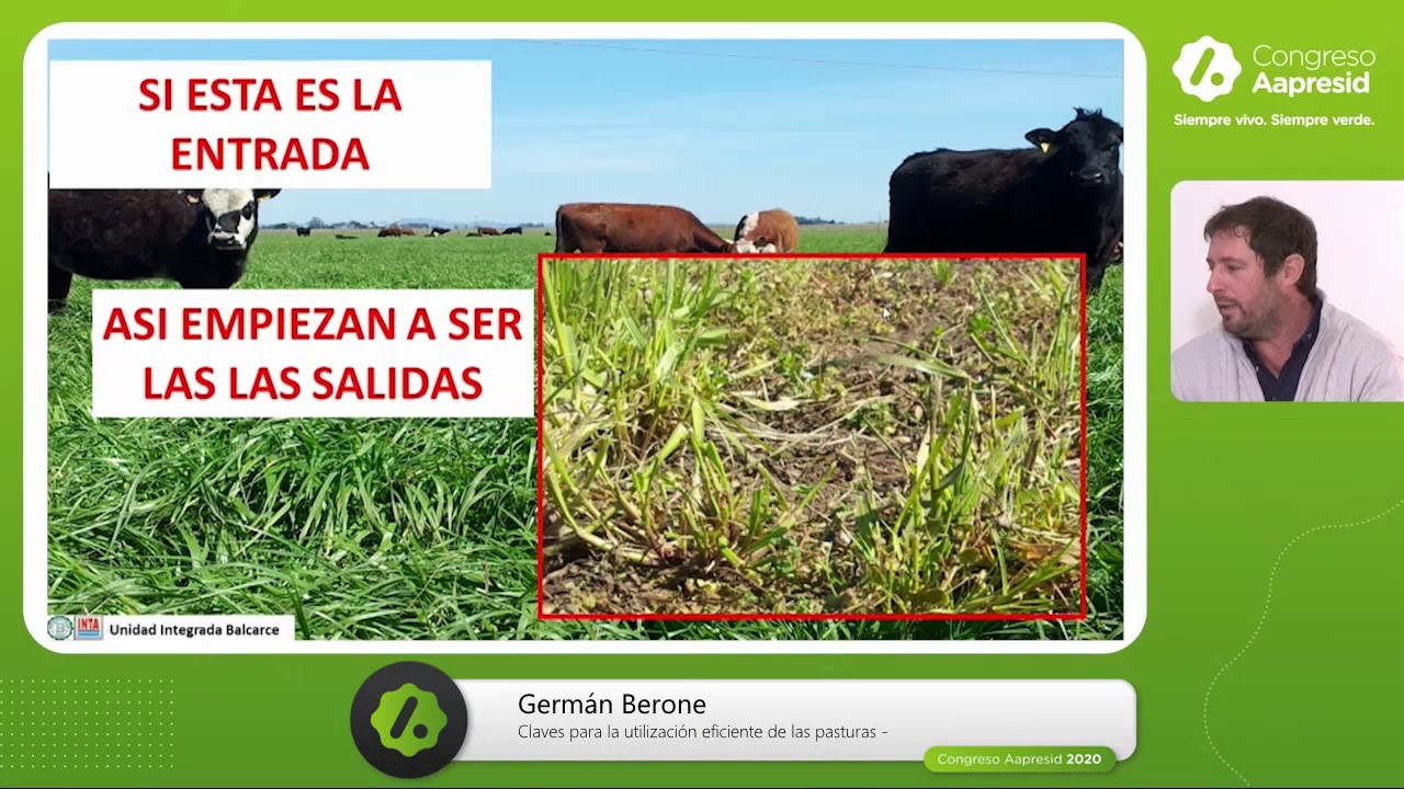 Claves para la utilización eficiente de las pasturas
