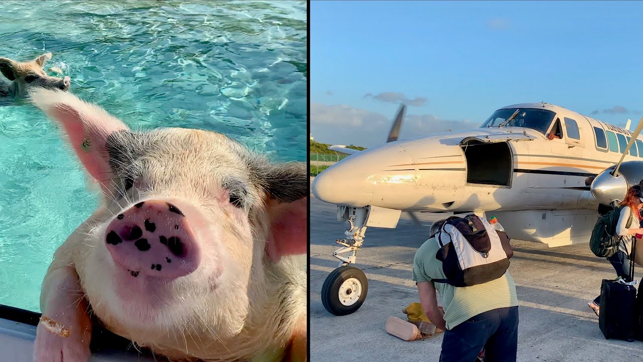 Swimming with the Pigs Adventure, Flamingo Air!