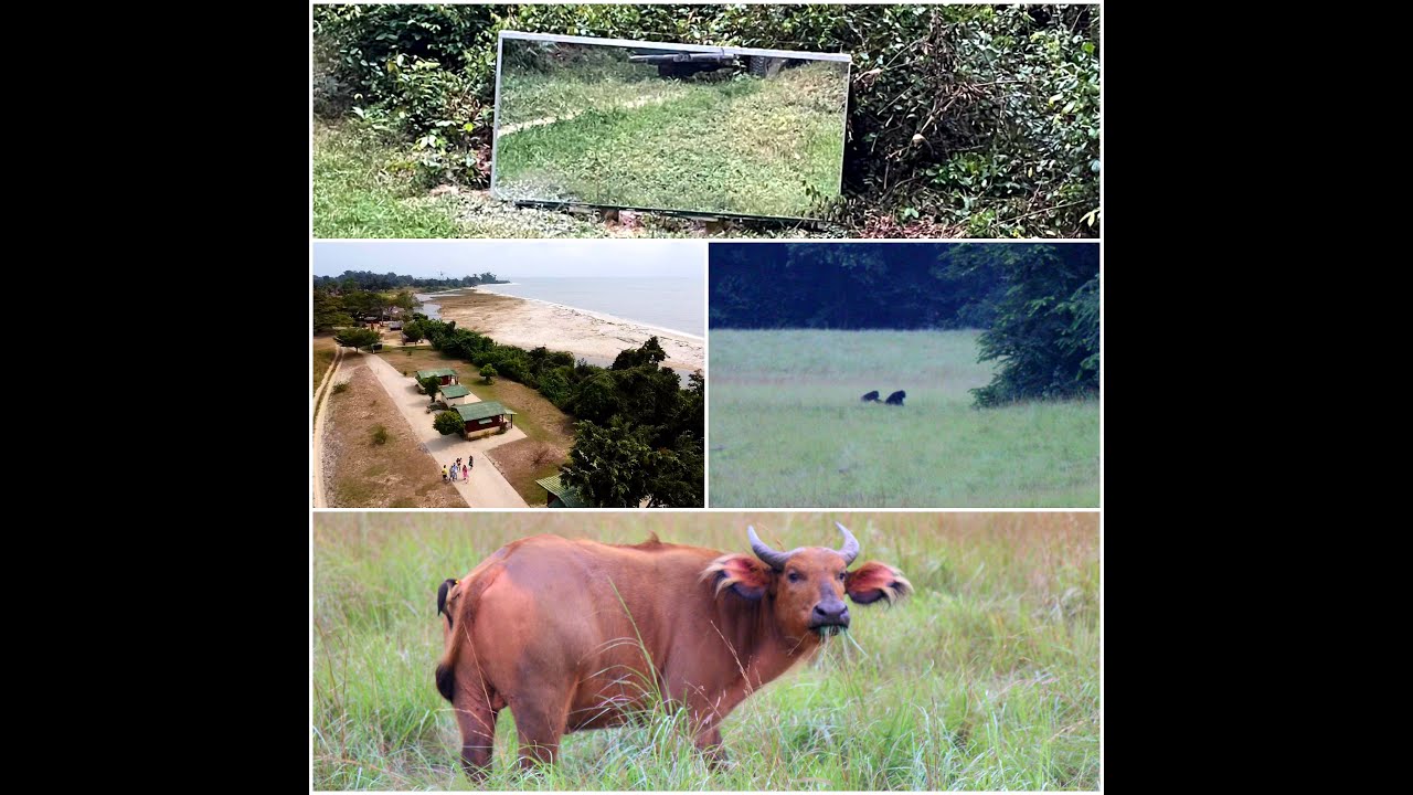 #Wildlife #Nyonie #Junglesafari #FauneNyonie||Safari dans la jungle #Chimpanzee #buffalo #elephant