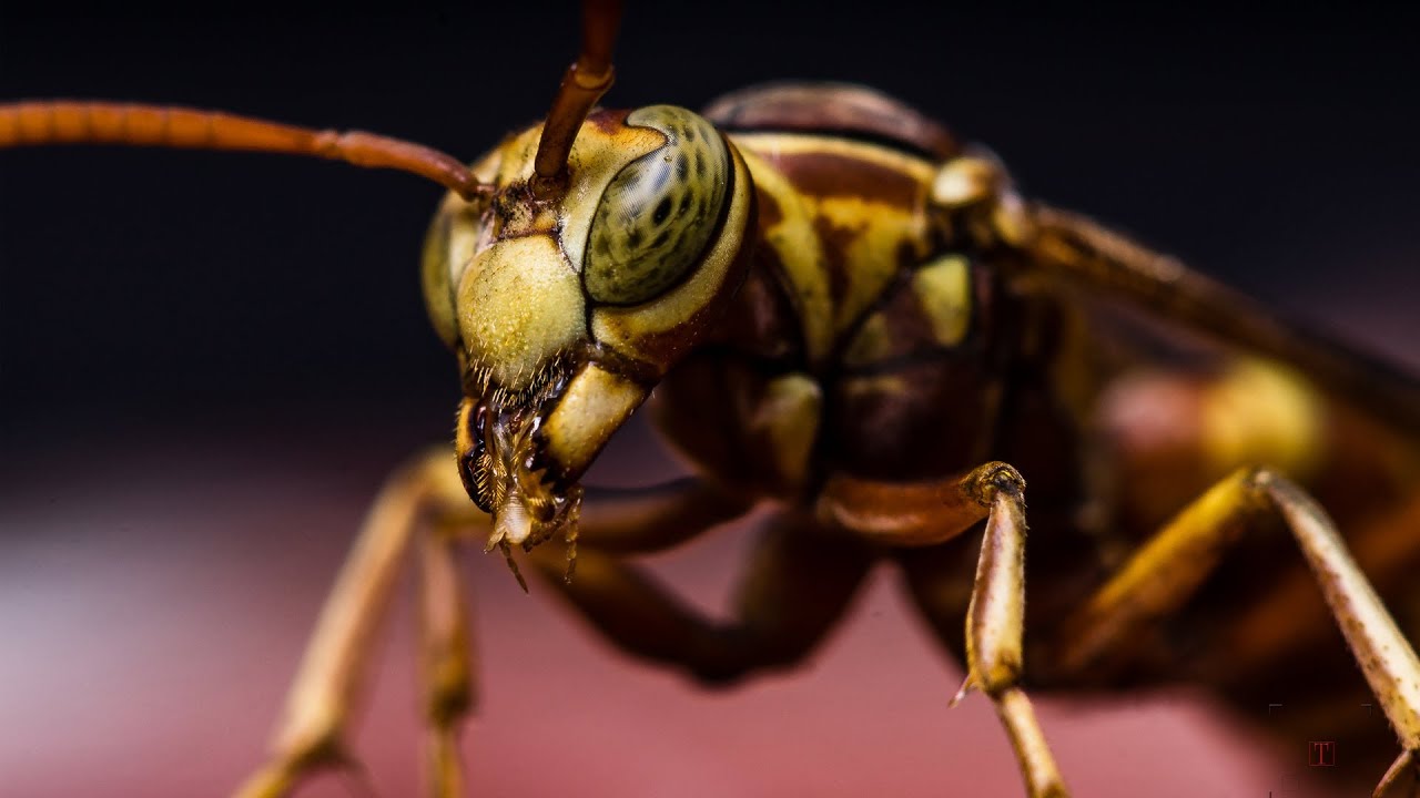 Macro Photography - Hornet - Studio shot - walk-through