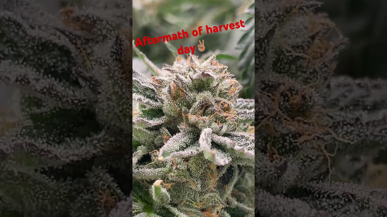 Perks of a perpetual cycle🤪 #weedfarmer #exoticweed #weed #stoner