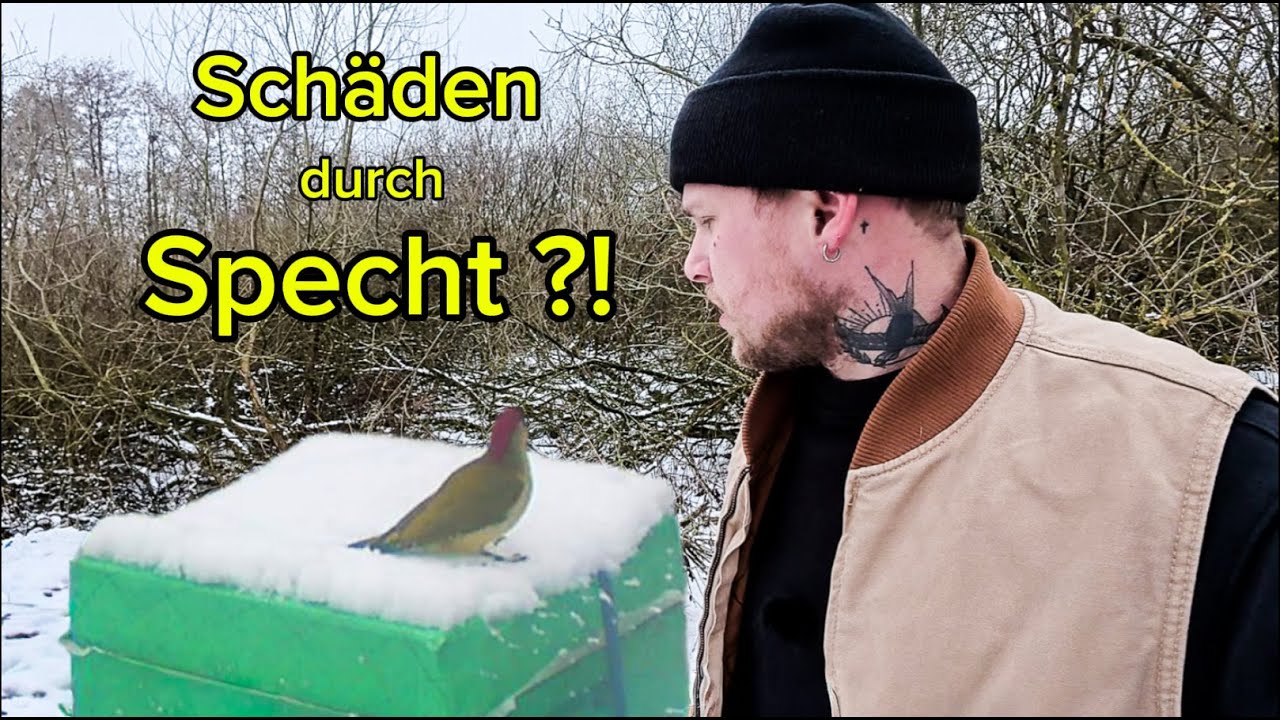 Imker - Vlog #9 Specht am Bienenstand