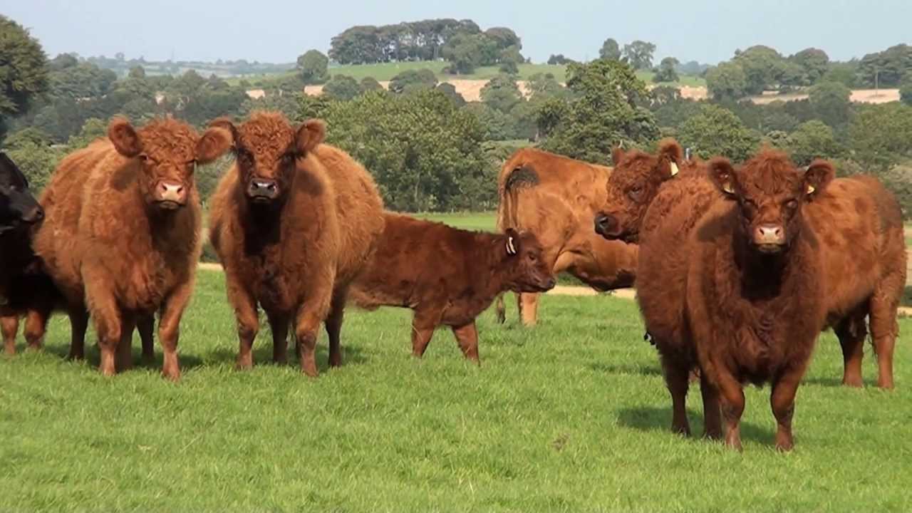 Galloway Cattle