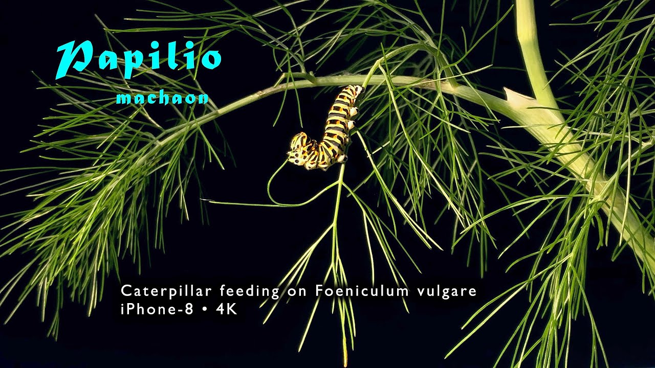 Papilio machaon • Schwalbenschwanz • Swallowtail • Caterpillar feeding • iPhone 8 • 4K, trilingual