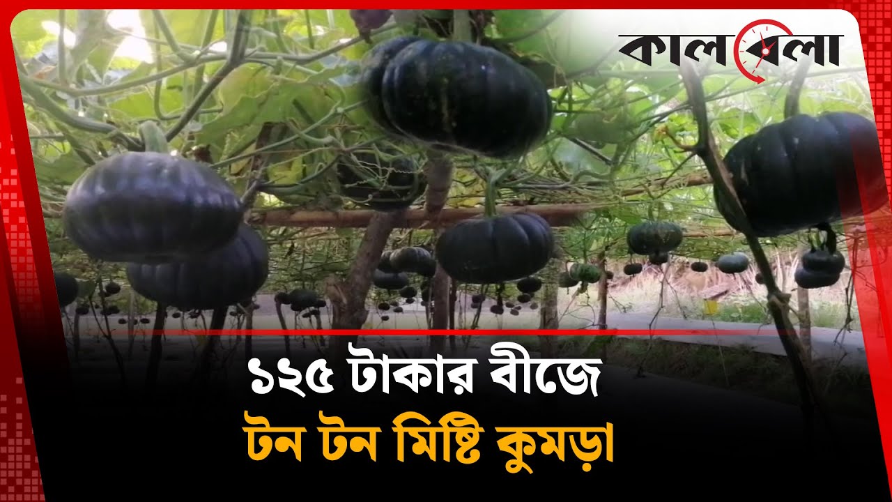 মাদ্রাসা শিক্ষার্থীর মিষ্টি কুমড়ার বাম্পার ফলন | Misti Kumra Chas | Kalbela