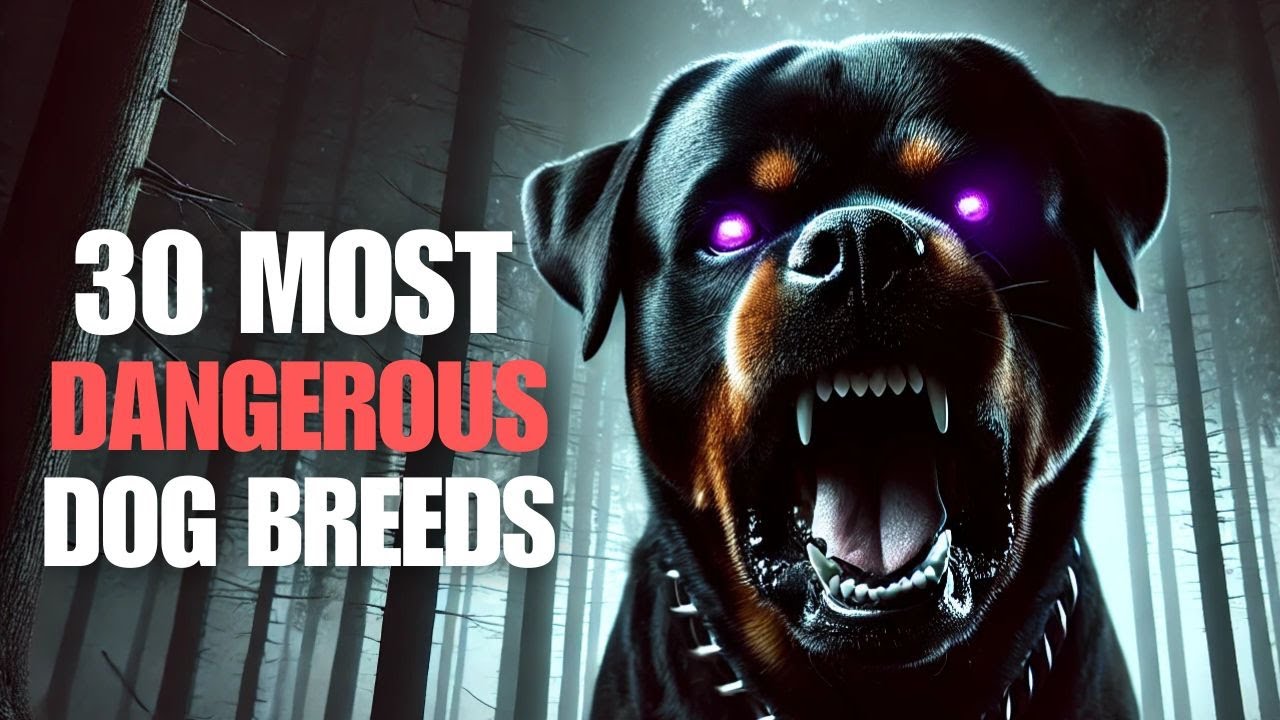 30 Most Dangerous Dog Breeds