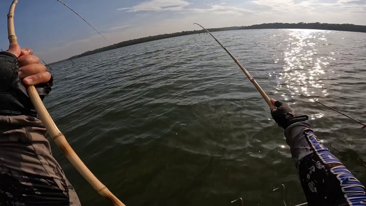 Usei essa isca viva fenomenal para pescaria de tilápia era fisga o bambu e o outro ja puxando #pesca