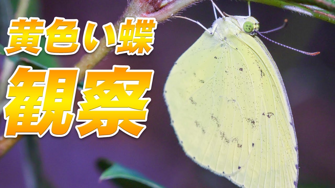 ゆっくり休息中の黄色い蝶に寄ってみた【キチョウ】