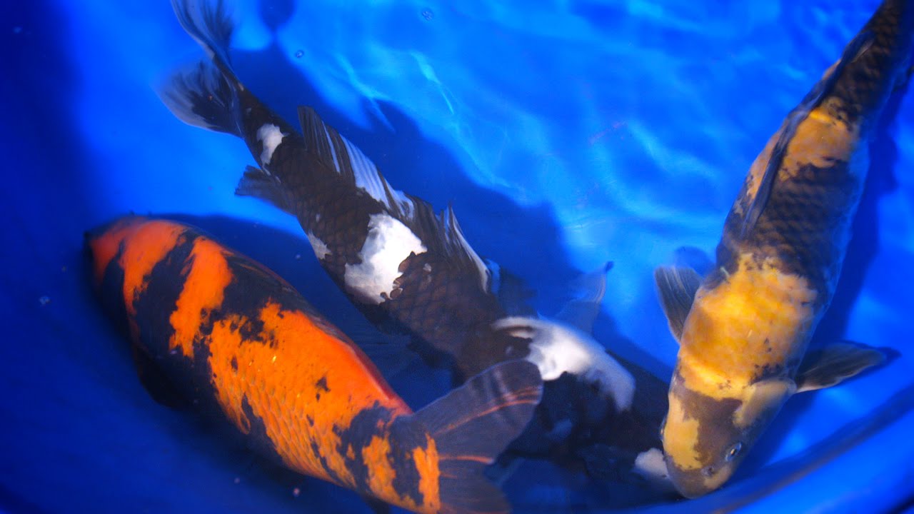 Utsuri Koi Varieties Discussion 3/3