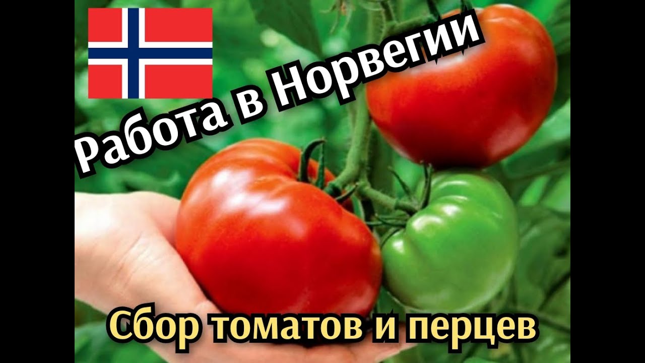Работа в Норвегии. Вакансии