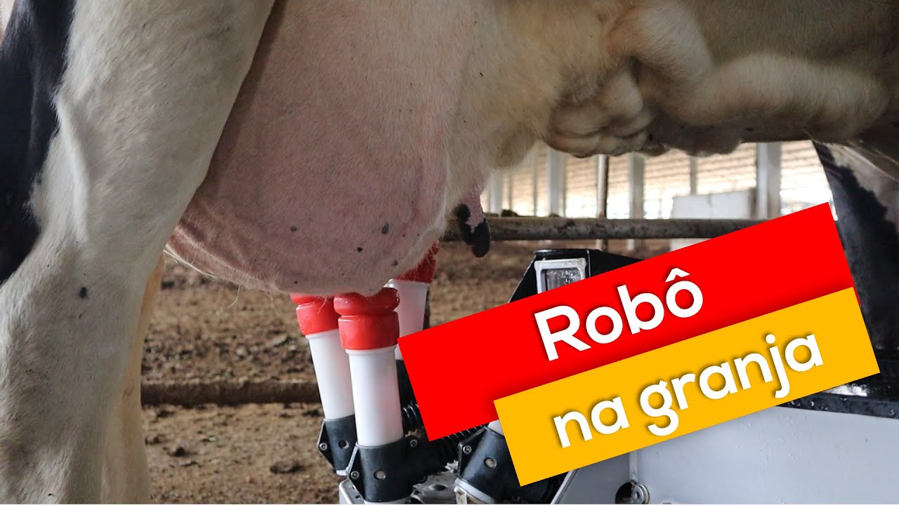 Robô tira leite sozinho 24h por dia em Catanduvas