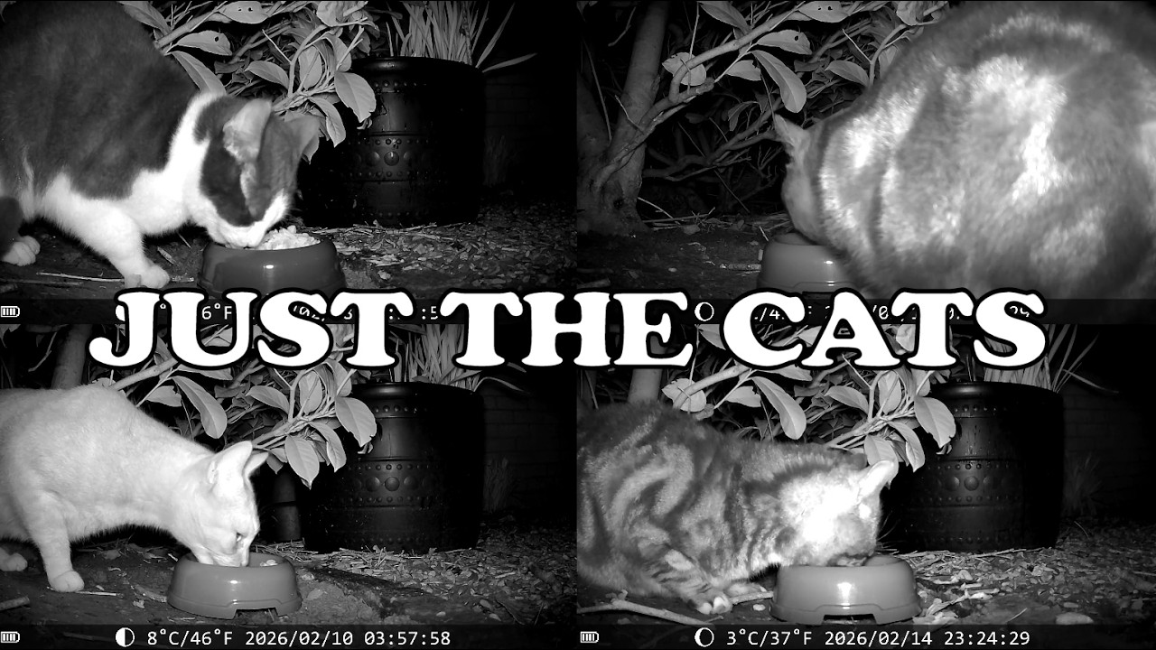 Just the CATS - Under the Hedge 20260205 to 20260215