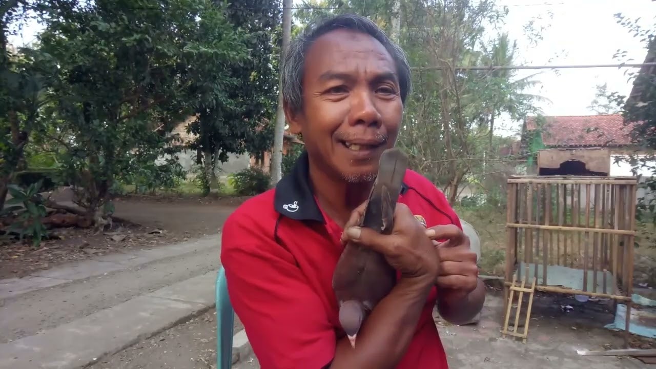 bentuk ekor merpati dan cara turunnya