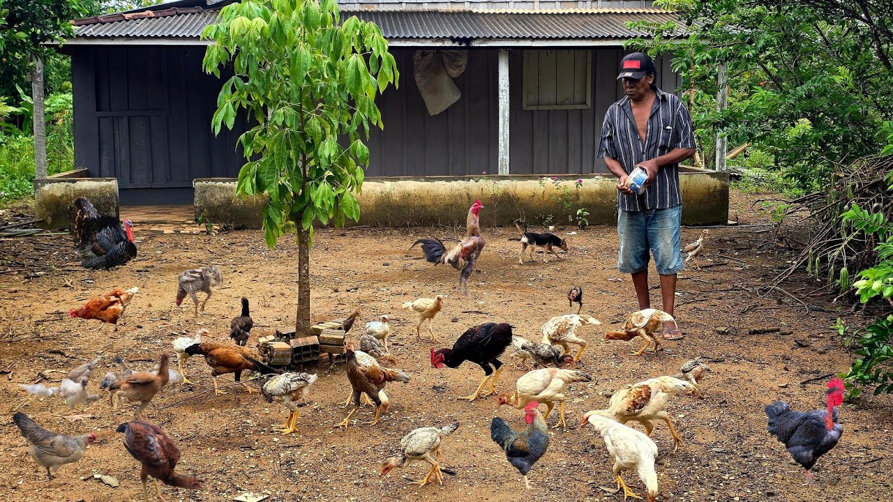 O sonho da vida no campo,Chácara Rural Completa à Venda | Mandioca, Frutas e Criação de Animais