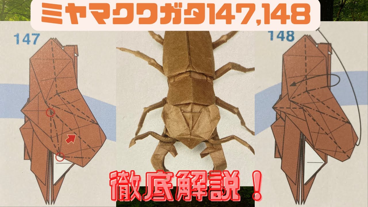 ミヤマクワガタ147,148徹底解説！