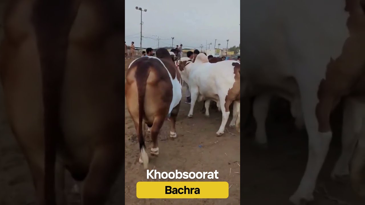 Is Saal Ka Sabse Khoobsurat Bail | Chand Bail Qurbani 2025 | Top Cow Breeds for Eid ul Adha