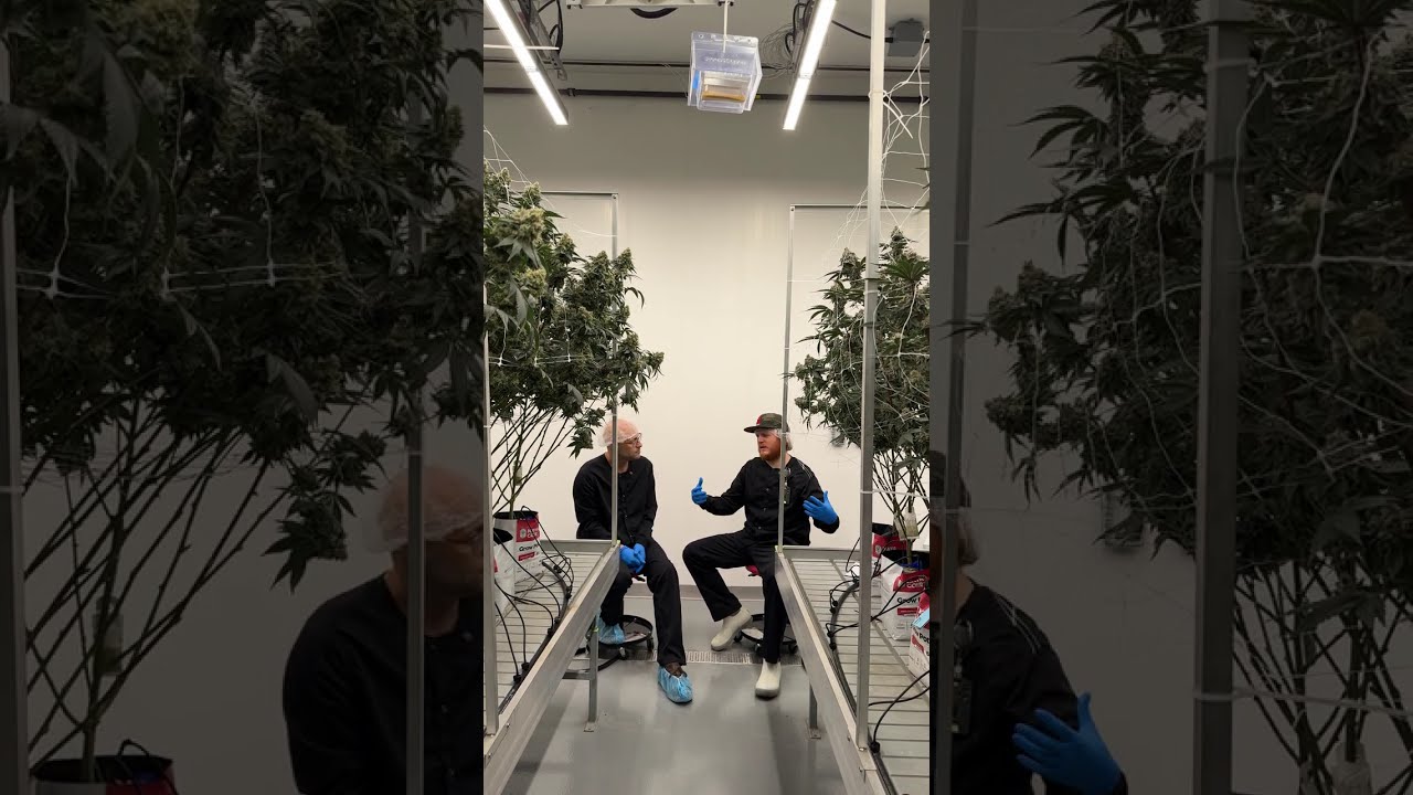 ProKure + CAMP Cannabis - Part III: Is ProKure Safe?