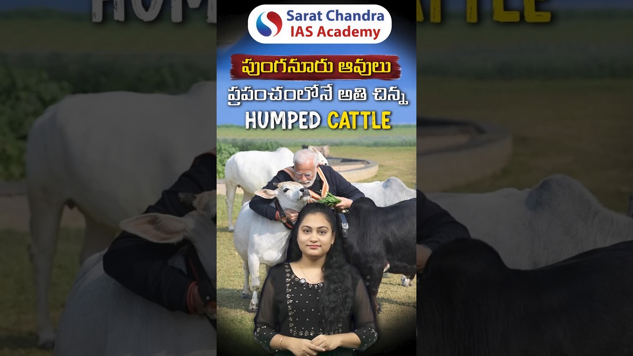 Punganuru Cattle - Worlds Smallest Humped Cattle Breed | Best APPSC Group1 Coaching in Hyderabad