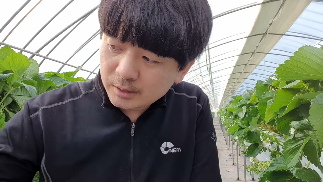 [수수네딸기]딸기 1화방 적화하기