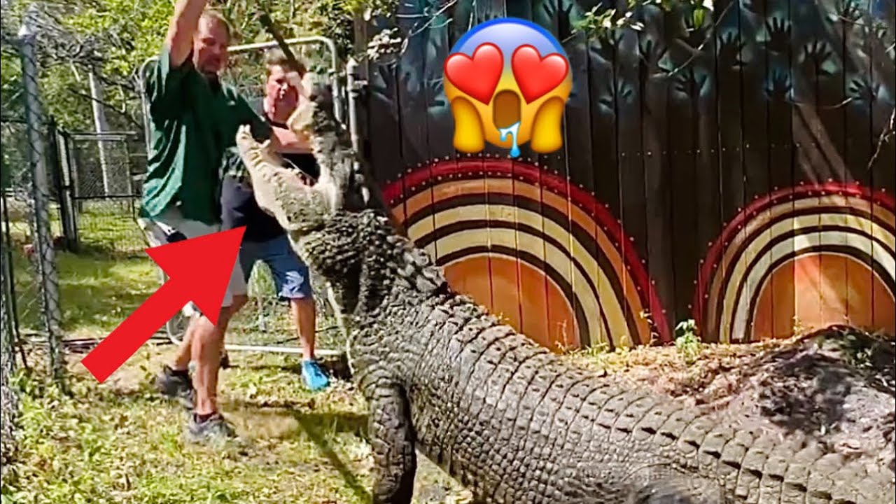 Feeding Gigantic Crocodiles at Gatorland with @dingodinkelman‼️😱