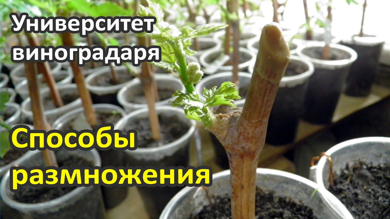 15. Способы размножения винограда | Размножение винограда