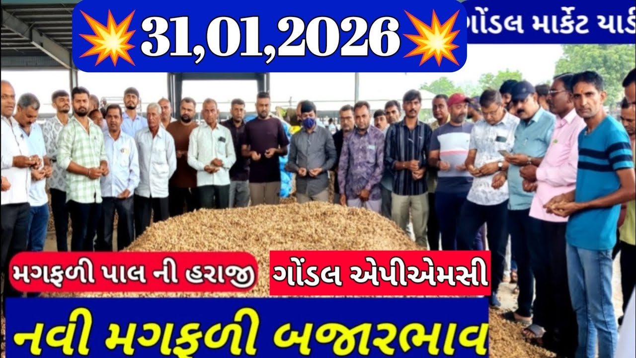 નવી મગફળીના બજાર ભાવ / ગોંડલ મગફળીના બજાર ભાવ / આજના મગફળીના ભાવ / 31,01,2026
