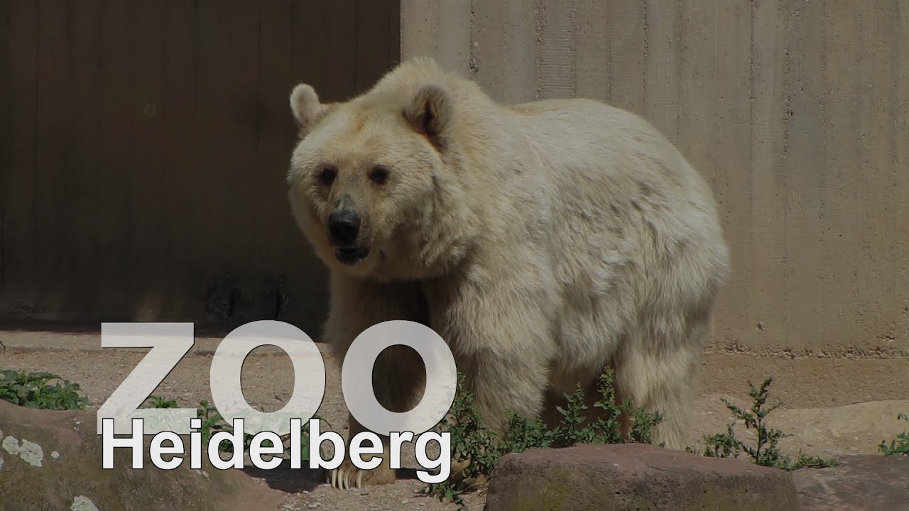 Zoo Heidelberg Teil 1    www.zoo-heidelberg.de