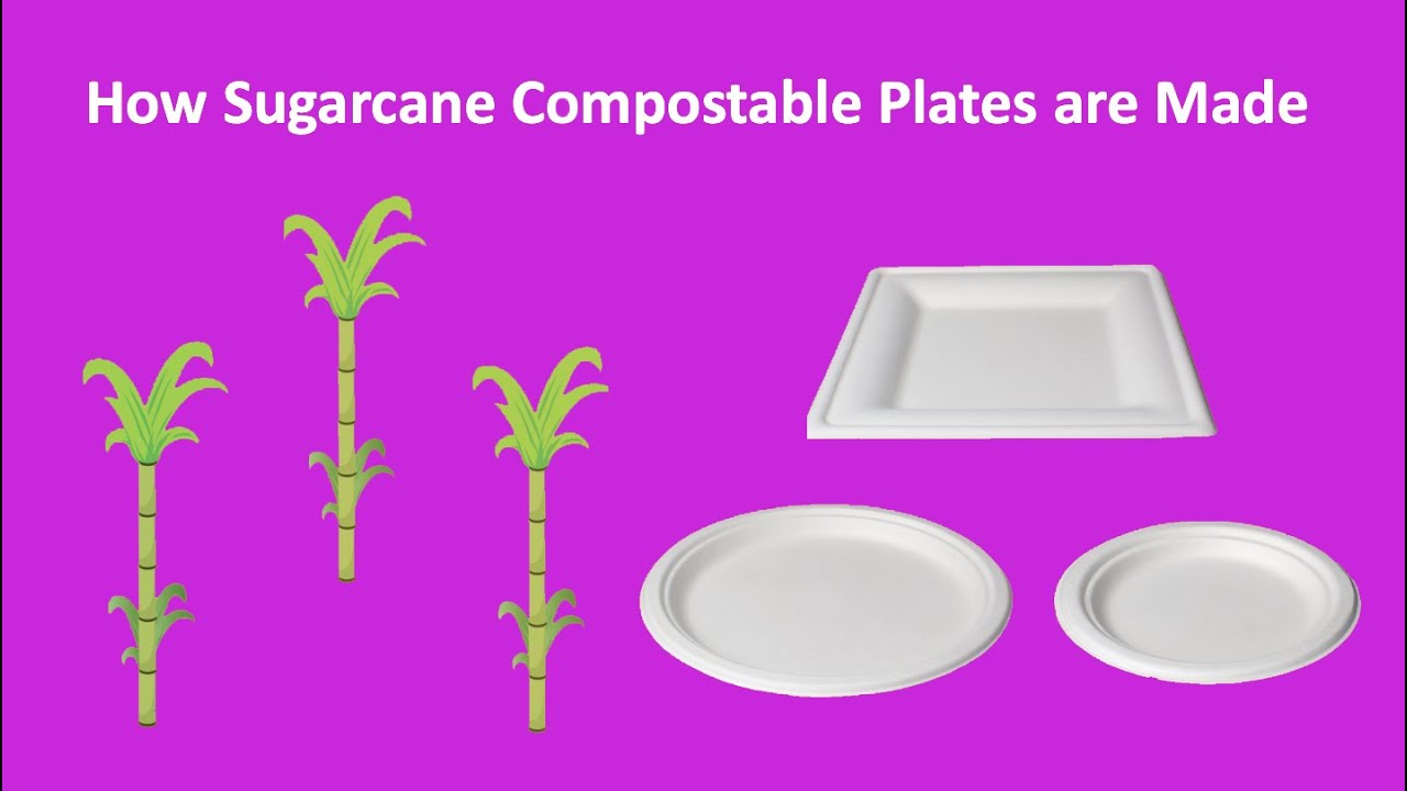 Compostable Plates - How they're made and how they affect the environment | Select Settings