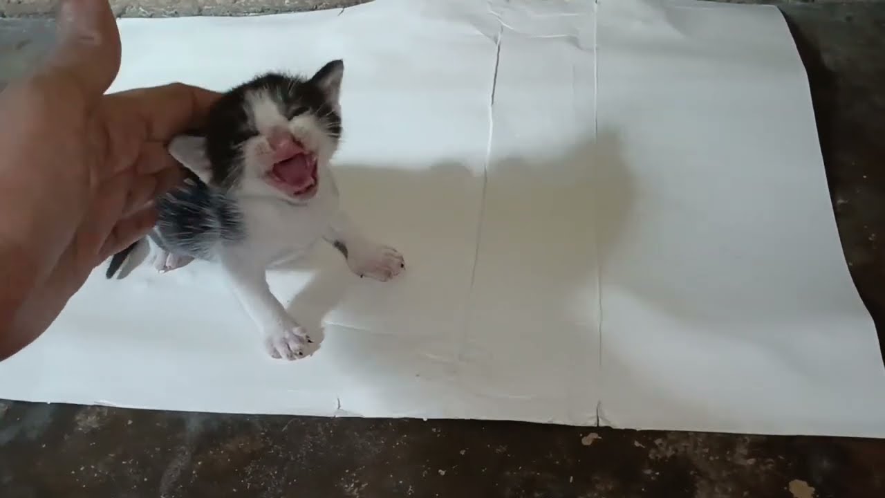 Mother cat leaves her kittens alone. Kittens meowing to call their mother.
