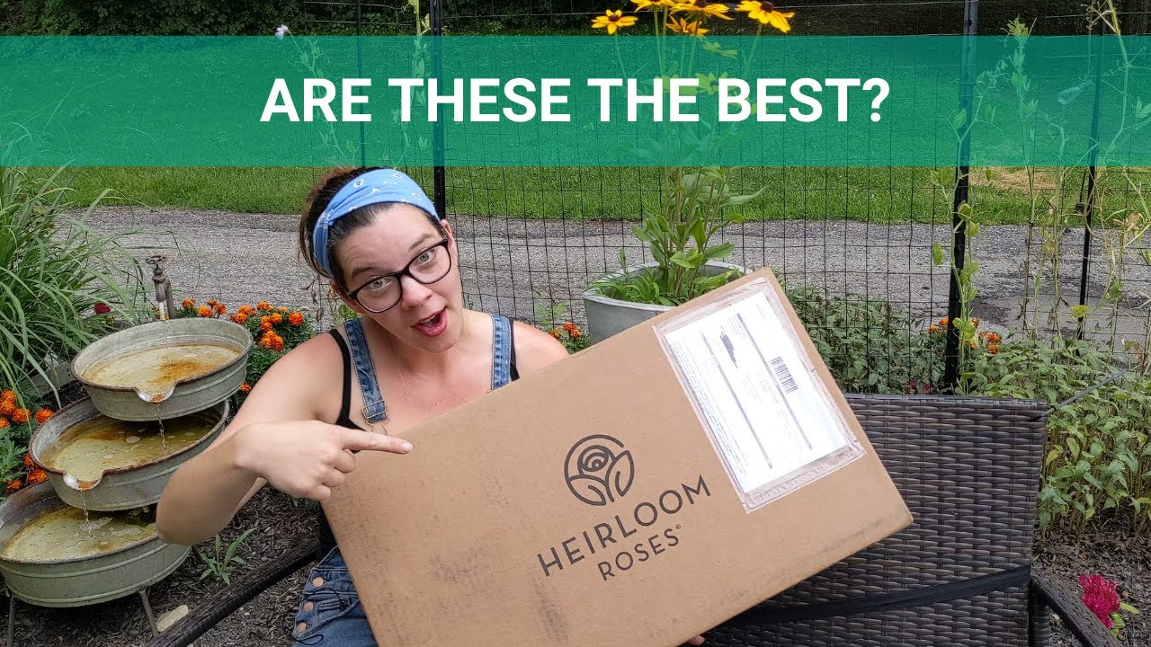 Heirloom Roses Unboxing And Review- IS IT WORTH THE PRICE?