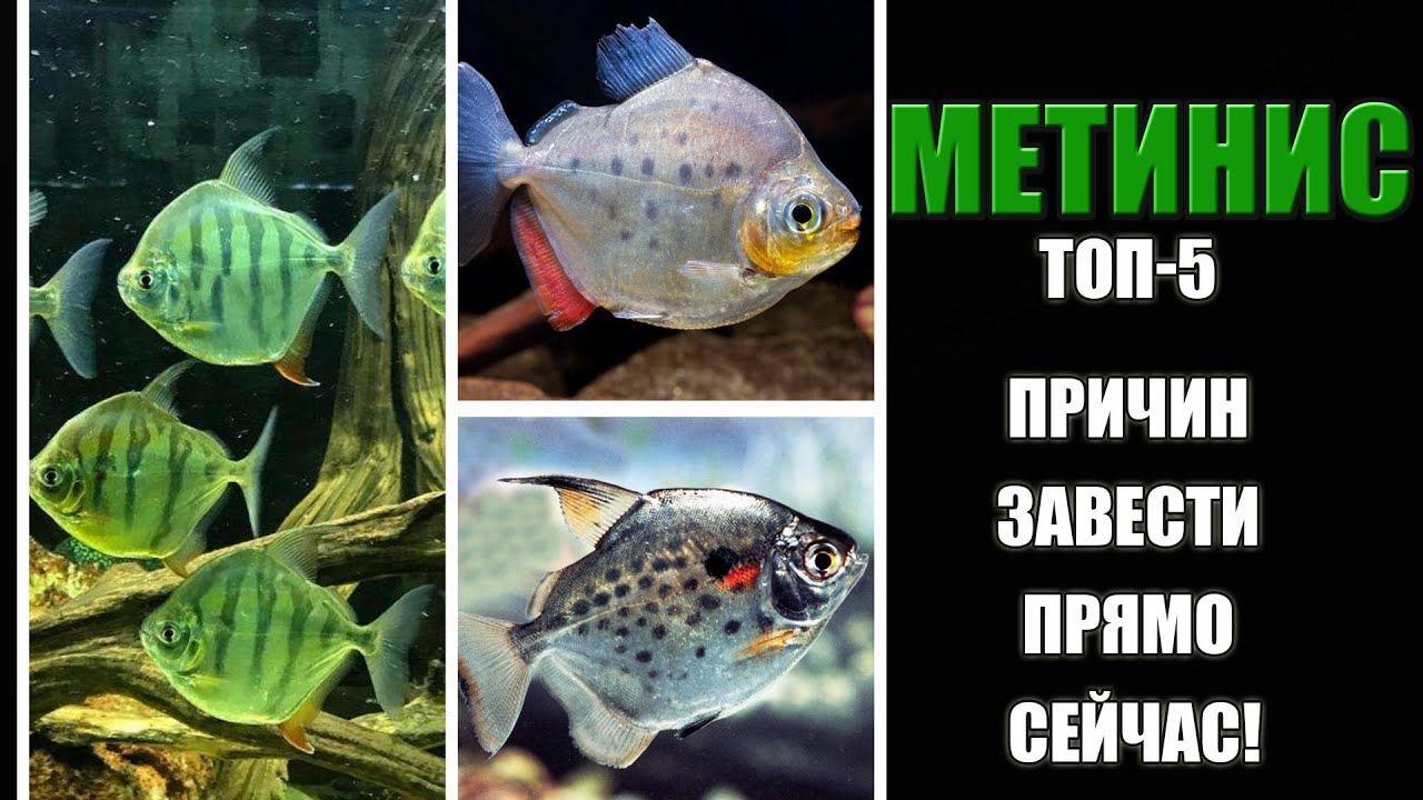🛠️ Метинис: Содержание и уход: Руководство для начинающих!