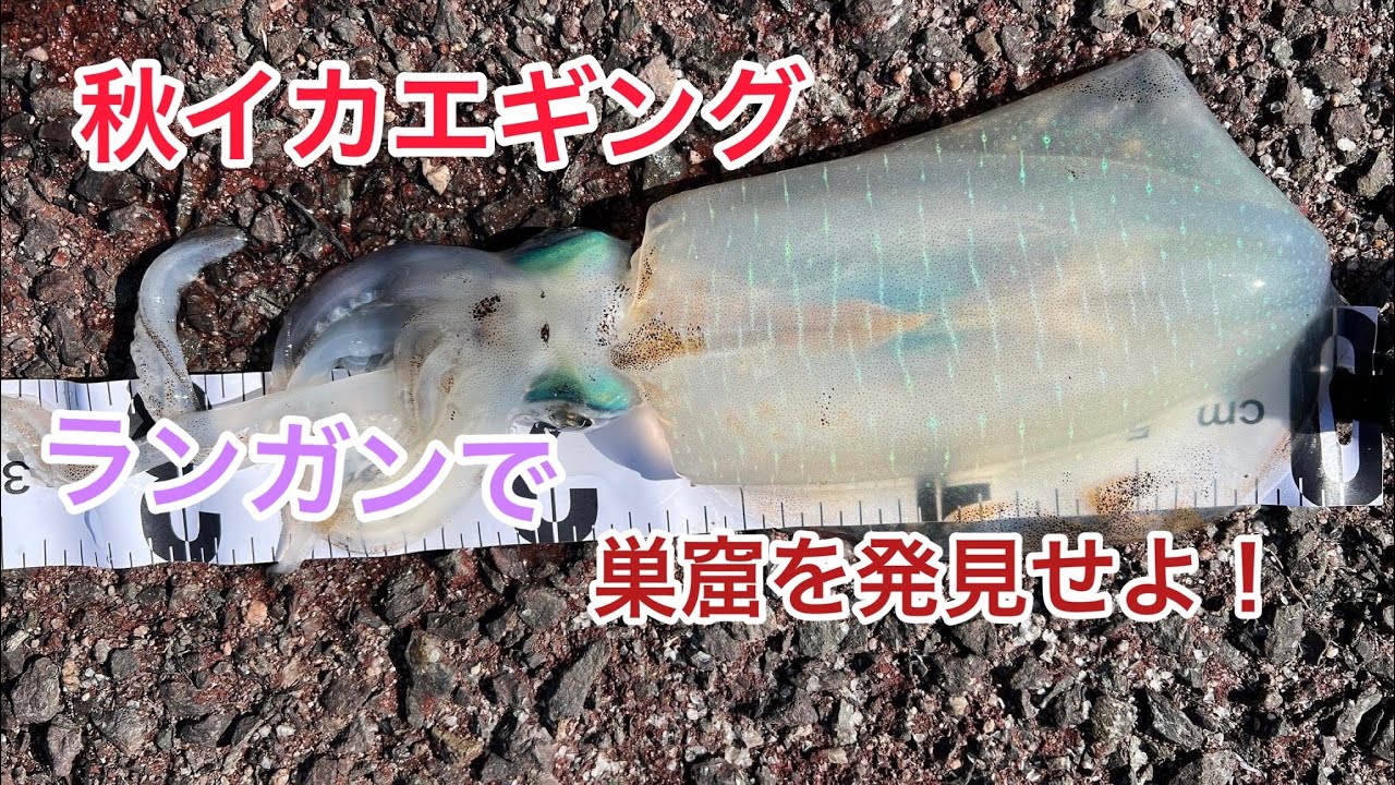 【山陰 美保湾】秋イカエギング！だんだんと大きくなるアオリイカ編 【エギング】