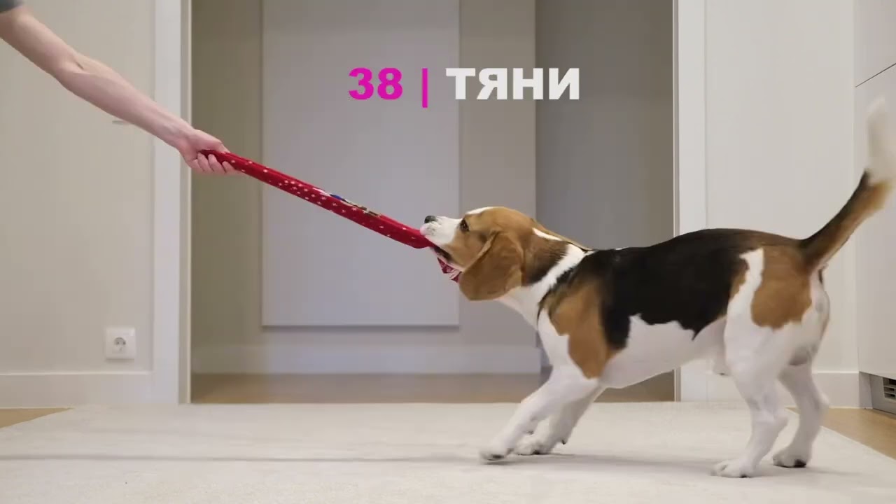 СОБАКА БИГЛЬ ВЫПОЛНЯЕТ 100 ТРЮКОВ!!! SMART BEAGLE PERFORMS 100 TRICKS!