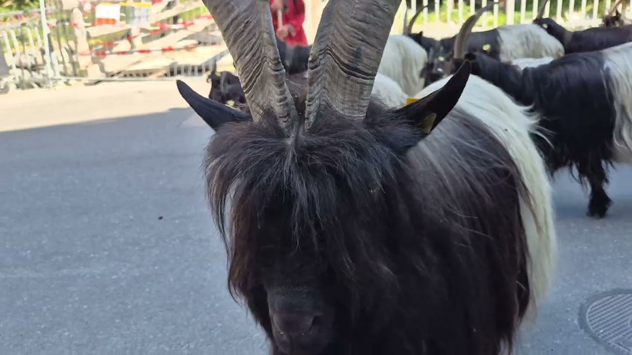 Zerrmatt Black Neck Goat Parade.