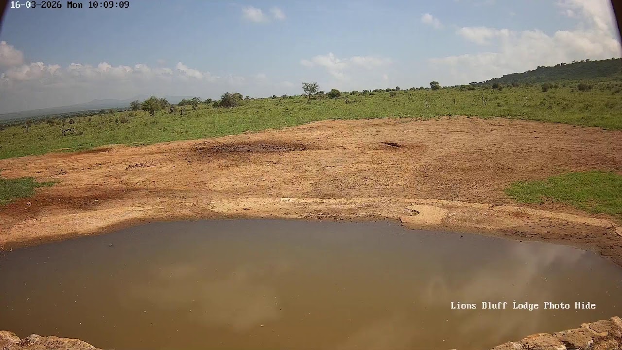 Lions Bluff Lodge Photo Hide - Live Stream