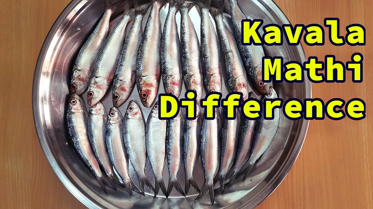 Difference between Oil Sardine and Sardine||கவளை மீன்/மத்தி மீன் வித்தியாசங்கள் தெரிந்து கொள்ளுங்கள்