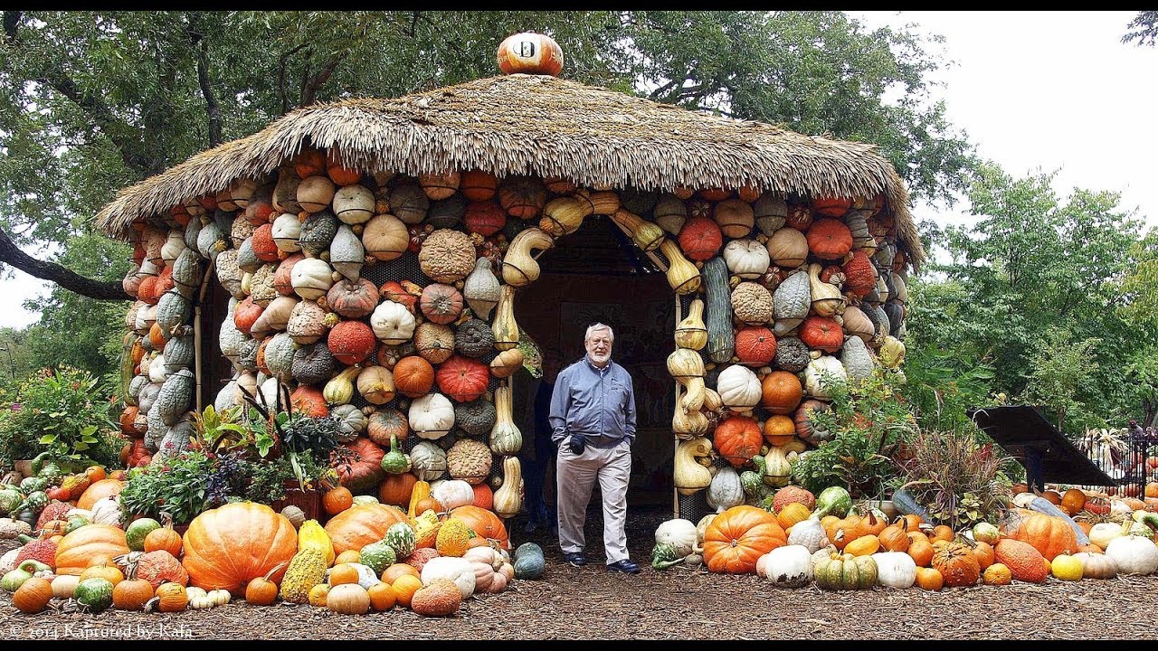 PUMPKIN  SEASON